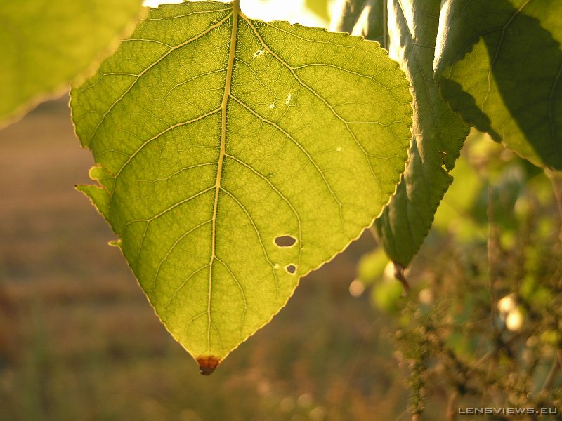 P7102045 OLYMPUS DIGITAL CAMERA         